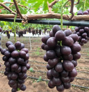 [阳光玫瑰葡萄苗批发]葡萄苗 黑钻晴王葡萄苗 品种纯正 根系发达 现挖