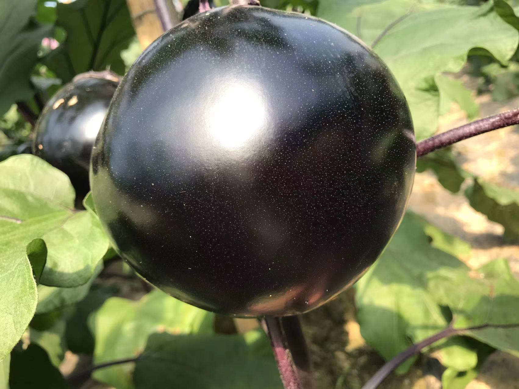 765长茄正面高清特写图:果实长度36.5cm,直径4.5cm,果皮深紫黑色具强蜡质光泽,表面绝对光滑无棱沟,萼片鲜绿微泛紫晕,底部附标准10cm白色刻度标尺 765长茄典型商品果高清特写图,展示深紫黑色光泽果皮、细长圆柱形、光滑无棱沟、绿色带紫晕萼片及标准尺寸参照标尺