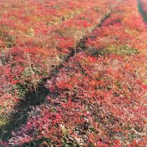 潢川火焰南天竹植株优美绿化彩叶植物量大从优