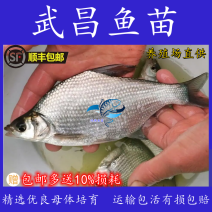 武昌鱼苗活体淡水三角鲂鱼苗鳊鱼苗团头鲂鱼苗包邮
