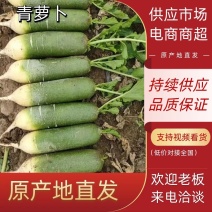 【萝卜】山东冷库青萝卜大量供应可视频看货量大从优