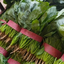 精品菠菜大叶菠菜，新鲜采摘，质量保证一手货源量大优惠