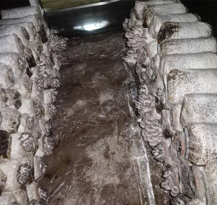 鲜平菇生长在培养料上的场景