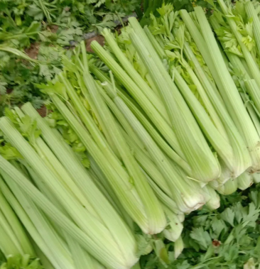 [西芹批发]精品芹菜 西芹 产地直发 品质保证 欢迎咨询合作价格0.