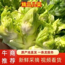 万亩儿菜基地，精品抱儿菜，又名多头菜，儿菜
