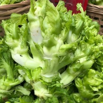 安徽砀山儿菜特早熟儿菜基地货全国走车保证品质期待您的来电