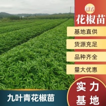 花椒苗，九叶青花椒苗，大红袍花椒苗贡椒苗基地直供