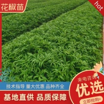【品质保障】花椒苗大量供应九叶青椒苗，大红袍花椒苗。