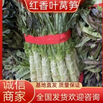 【产地直供】莴苣，莴笋，红叶莴苣，随时看货，随到随装