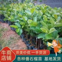 番石榴苗，红宝石/西瓜红/珍珠芭乐苗基地供货，诚信经营