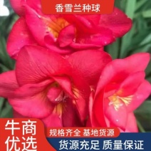 香雪兰种球十多个品种颜色质量上乘价格便宜