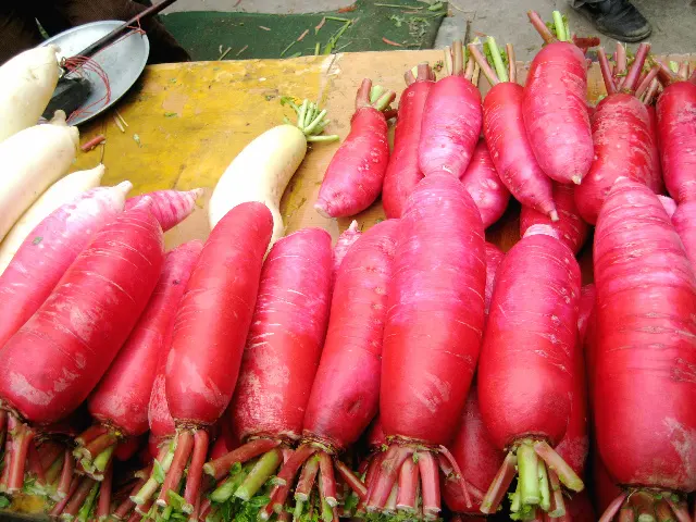 四川红皮萝卜特写