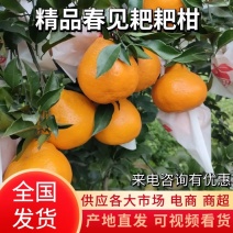 一亩田 | 四川春见柑桔货源 | 供应大厅