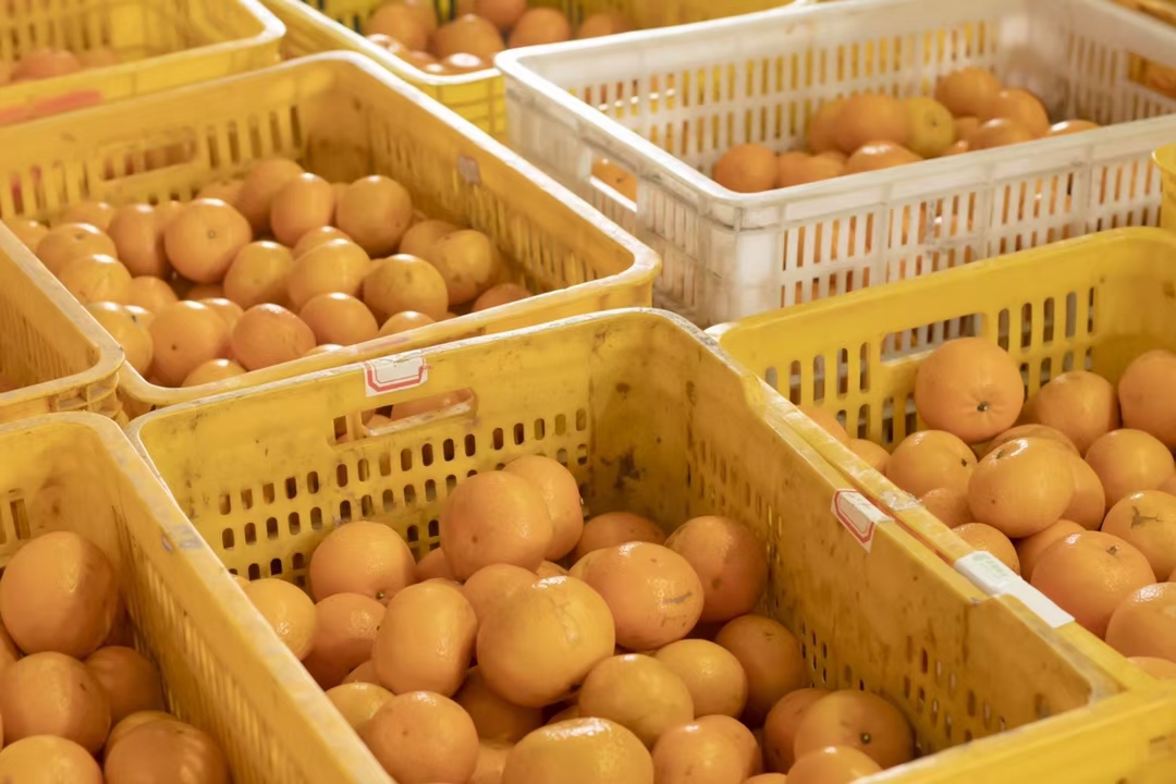 商超终端陈列场景:聚焦品牌化、标准化皇帝柑零售包装,强调‘无核’卖点标识、产地溯源信息与食品安全认证,反映消费市场对种子问题的关注与解决方案 超市冷柜特写:透明包装盒内整齐摆放8枚去叶带蒂皇帝柑,果皮光洁油亮呈橙黄色,盒面贴有“德庆贡柑·无核优选”蓝白标签及SC食品生产许可标识