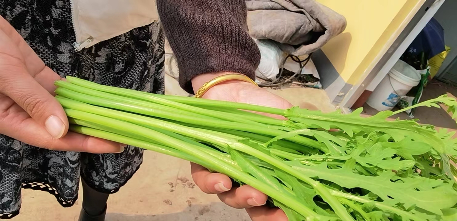 科普展板实景：户外自然教育角，“叶子长得像茼蒿的花”主题互动展板，左侧贴茼蒿叶片拓印+高清照片，右侧贴野菊与茴香叶片对比图，中间设嗅觉体验区（密封小瓶装干燥茼蒿叶、茴香籽、野菊花瓣）