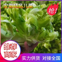 低价货源儿菜大量出货价格实惠菜品相好全国走货请来电