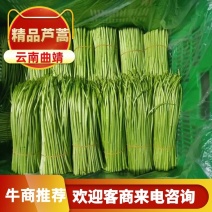 精品芦蒿，大量有货，品质保证，可视频看货欢迎订购