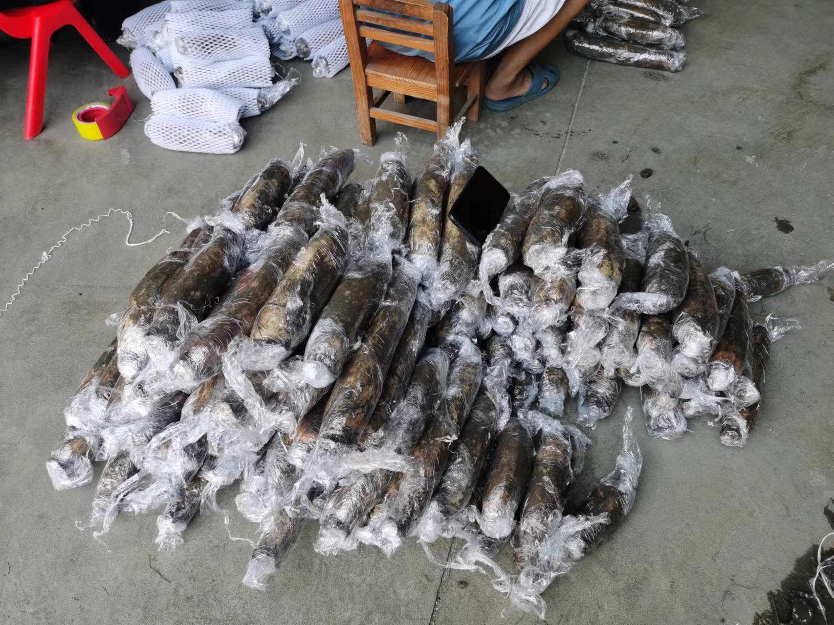 洪湖莲藕丰收场景