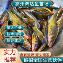 【推荐】黄颡鱼杂交单性黃黄骨鱼苗黄辣丁自孵水花基地直供