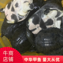 广东精挑中华甲鱼黑花黑底甲鱼顺丰包邮包活独个包装