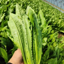 油麦菜基地供货一手货源供应商超品质保证欢迎采购