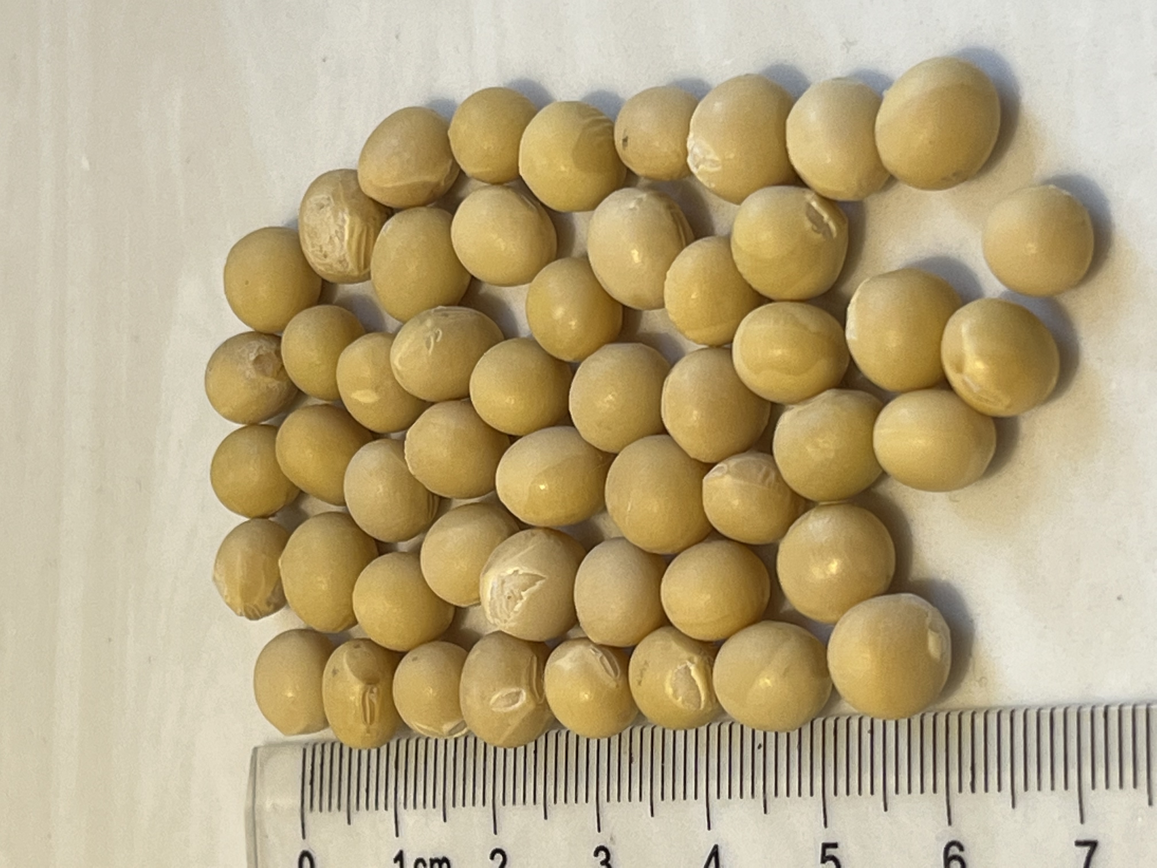 大豆籽粒含水量检测现场图