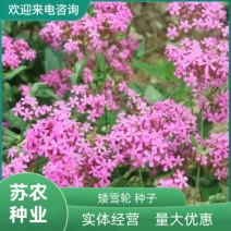 矮雪轮种子高雪伦美人草大蔓樱花四季播种阳台播种花种籽子