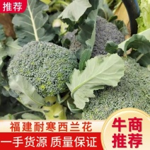【西兰花】耐寒西兰花个头均匀按需求包装欢迎来电