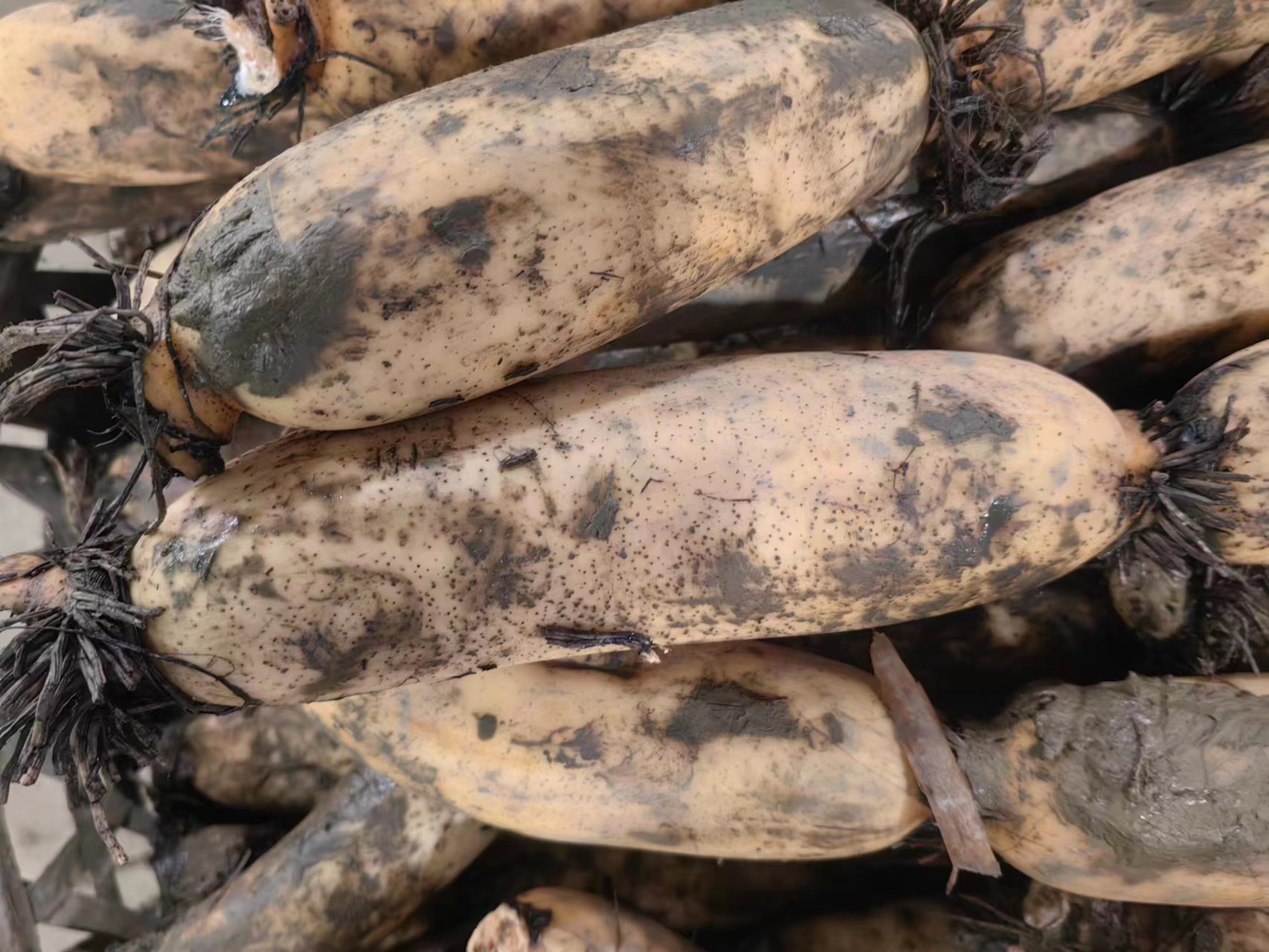 一片宁静的湖泊中,绿叶遍布水面,几根刚从水中拔出的白莲藕悬挂在空中,根部仍带些许清水,藕身修长笔直,表皮洁净微白,工人正在手工采收,阳光洒落水面,映照出‘藕白色’背后的原生态生长环境 白莲藕田间生长实景