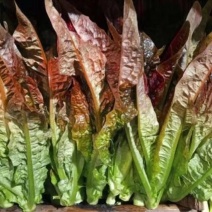 良达红油麦菜种子质地脆嫩口味香脆可口耐热耐寒高产