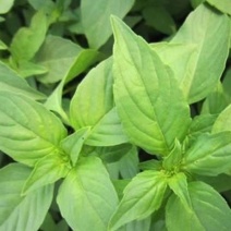 大叶荆芥种子分枝能力强耐热抗病适应性强生长速度快易种植