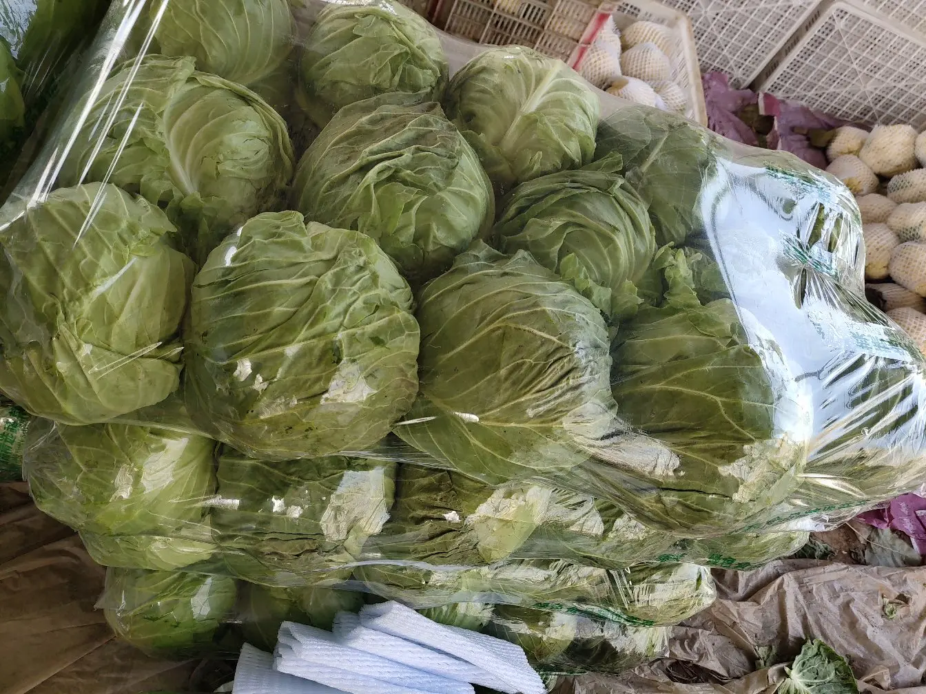 现代商超中绿甘蓝与包菜双标签并行销售实景,体现行业对二者同源性的官方认可:同一商品同时使用规范名‘绿甘蓝’与通用名‘包菜’,强化消费者认知统一 超市生鲜区绿甘蓝(包菜)陈列特写:透明冷柜内整齐码放10余个包菜,大小均匀,表皮光洁,部分带少量外叶;价签清晰标注‘绿甘蓝’与‘包菜’双名称,旁边立牌注明‘甘蓝科·维生素C含量是番茄的4倍’