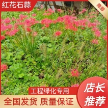 红花石蒜，彼岸花，曼珠沙华，岩蒜，一手货源