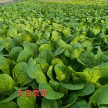 精品优质大白菜苗