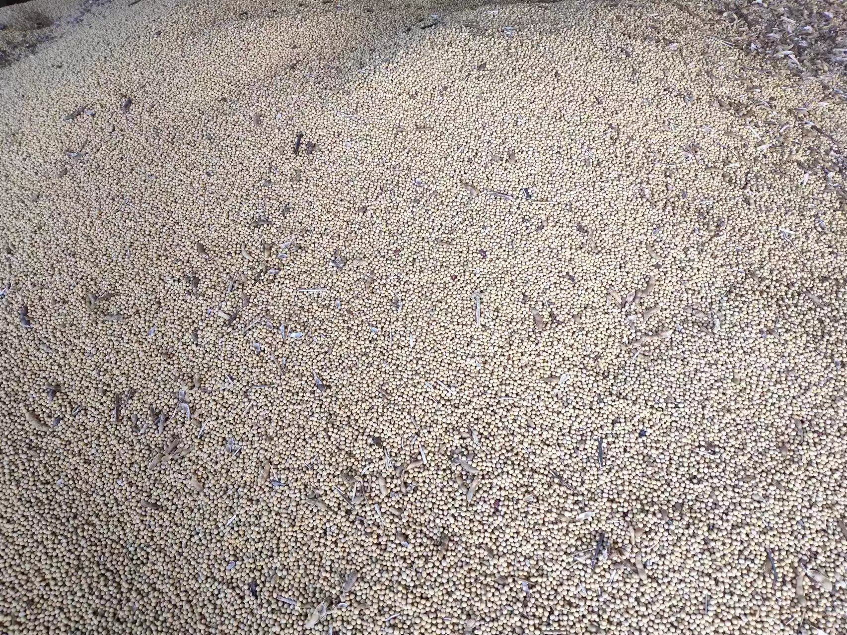 一片刚收获完大豆籽粒的农田,地表留有大量直立或倒伏的大豆秸秆,茎秆呈褐色,叶片部分脱落,阳光照射下显示干燥状态,远处可见农机设备 大豆田收割后的残留秸秆场景