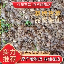 彼岸花曼珠沙华石蒜红花石蒜岩蒜黄花石蒜龙爪花阴阳花