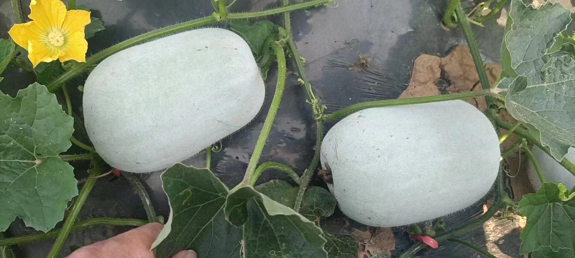 一串铃冬瓜植株特写：藤蔓健壮，叶片浓绿肥厚，主蔓上连续着生5–8个幼瓜，果实呈青绿色带细密蜡粉，瓜形笔直匀称，长度约45–55cm，直径12–15cm，节间短缩明显，整体呈现典型“成串挂果”形态