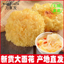 古田县基地直供银耳新鲜干货品质优口感软糯热卖中