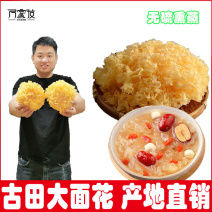 【精品银耳】古田银耳一手货源银耳银耳大量批发