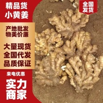 优质生姜大黄姜小黄姜产地辣味十足货源充足