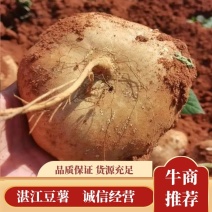 湛江豆薯质量保证价格实惠质量保证欢迎咨询