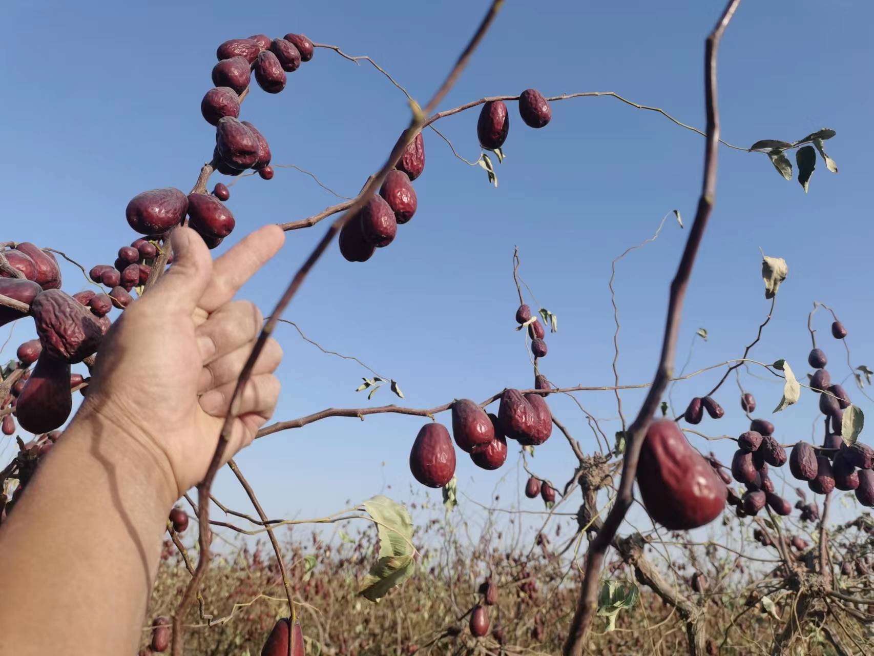 纪实风格航拍级地面视角:展现新疆若羌县骏枣核心产区秋收盛况。画面中心为身着艾德莱斯绸服饰的维吾尔族老农双手捧起一把饱满骏枣,笑容淳朴;前景竹编簸箕内盛放新鲜采摘骏枣,色泽鲜亮饱满;中景为成行百年骏枣树,树冠茂密,部分枝头仍挂余果;远景可见银色滴灌带蜿蜒于枣林间,体现传统农艺与现代农业科技融合 新疆骏枣丰收场景:维吾尔族果农在阳光下分拣刚采摘的骏枣,竹筐中堆满鲜红果实,背景为整齐划一的百年枣树行,树干粗壮、枝叶浓密,远处可见现代化滴灌系统管线