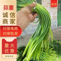金乡蒜苔，冷库保鲜，产地货源，货源充足长年供应！
