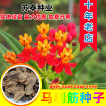 马利筋种子金凤花尖尾凤莲生桂子花芳草花籽种子庭院盆栽四季