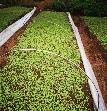 [山葵批发]山葵苗 辛辣食材调味中药材 现摘现发可带泥发货价格0.