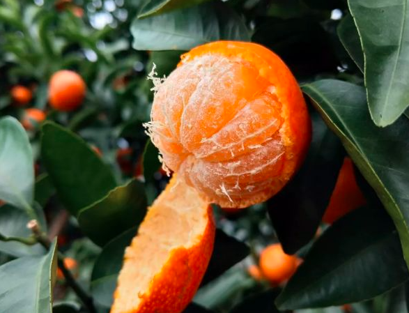 沙糖桔果实剖面图