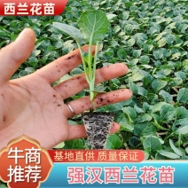 强汉青花苗西兰花苗原产地直发量大优惠质量保证