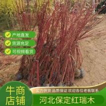 苗木基地批发红瑞木，多枝红瑞木，价格便宜，欢迎采购