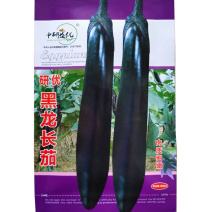 黑龙长茄种子早熟耐热抗病大田种植皮薄肉嫩春秋夏