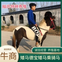 矮马德宝矮马景区乘骑矮马价格美丽欢迎电联洽谈合作